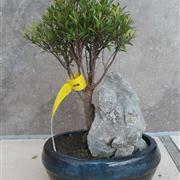 Syzygium Buxifolium with Rock