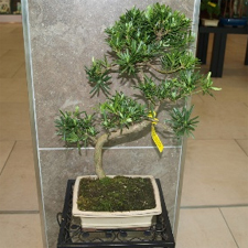 Bonsai