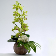 Orchids