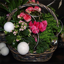 Plants