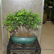 Chinese Elm Group