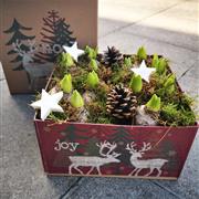 Joy Noel Hyacinth bulb gift box