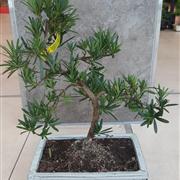 Podocarpus