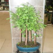 Dawn Redwood Grouped