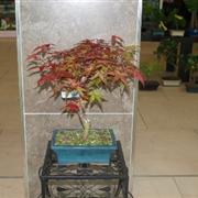 Acer Palmatum Single