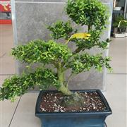 Ilex Crenata