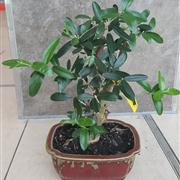 Olea (Olive)