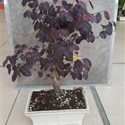 Loropetalum Chinense