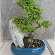 Zelkova with rock