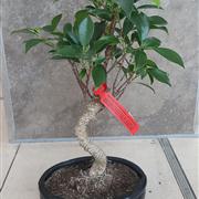 Ficus Retusa